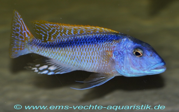 Buccochromis rhoadesii